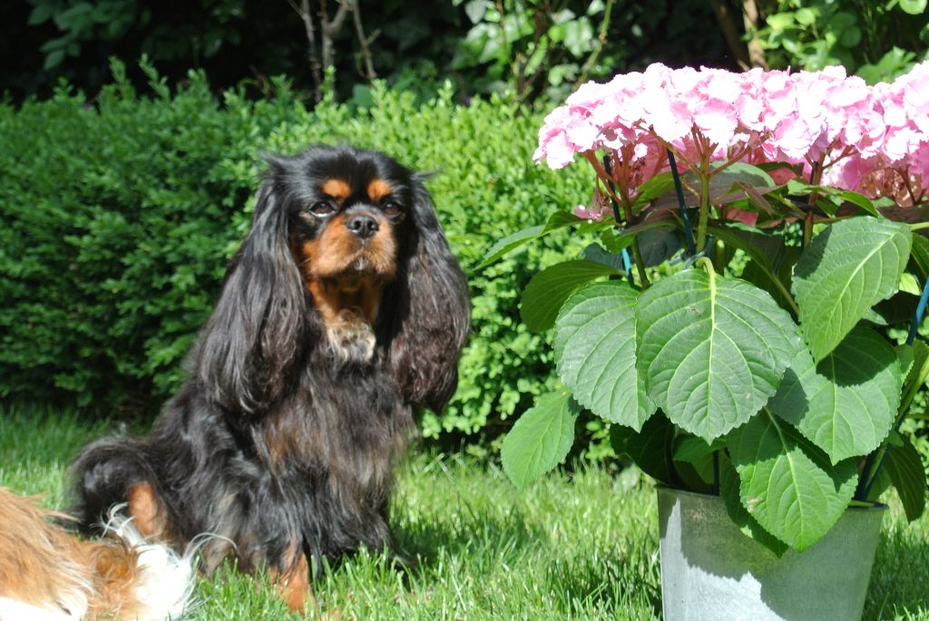 First lady du Jardin de Claire