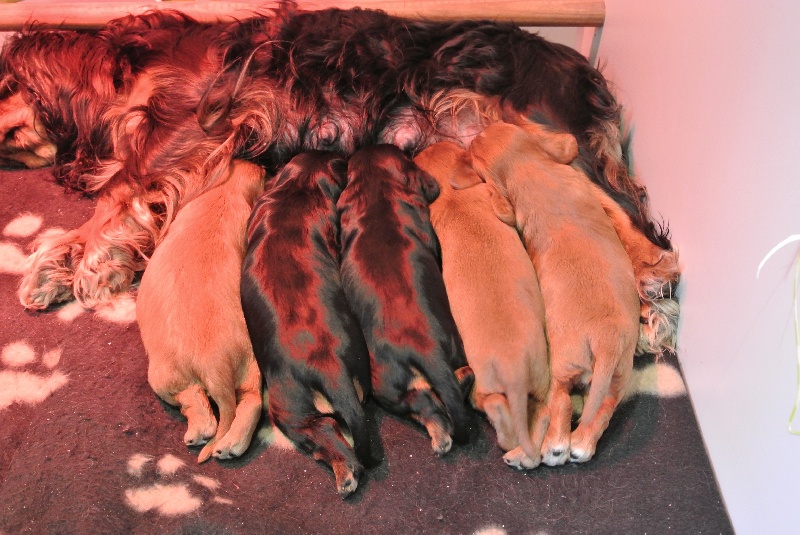 Chiot Cavalier King Charles Spaniel Des Angedamours